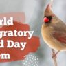 World Migratory Bird Day Poem