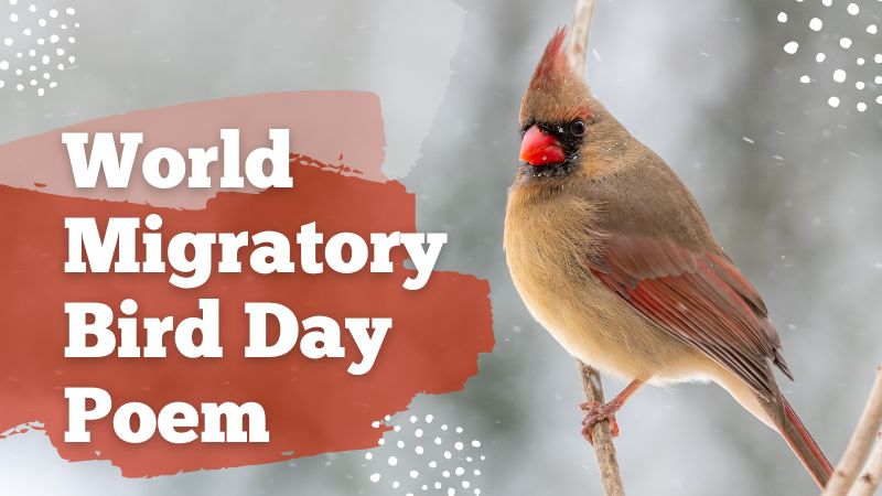 World Migratory Bird Day Poem