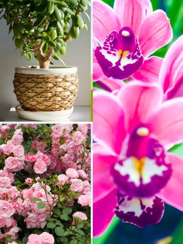 Mother’s Day: 9 plants to give your mother