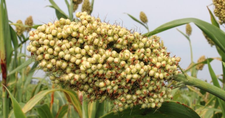 Biographies on Climate Change Impacting Sorghum