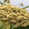 Biographies on Climate Change Impacting Sorghum